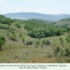 hipparchia pellucida daghestan biotope1